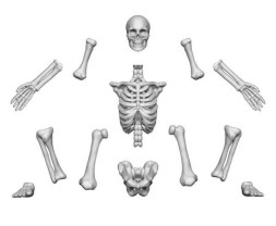 3D Printed Human Skeletons – Wydrukowane w 3D szkielety ludzkie (4 szt.)